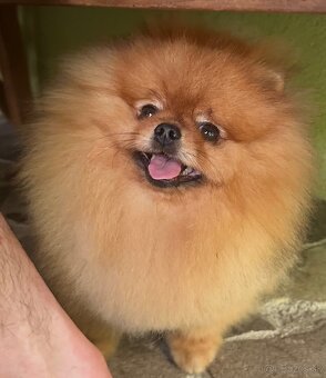 Pomeranian s pp FCI - 17