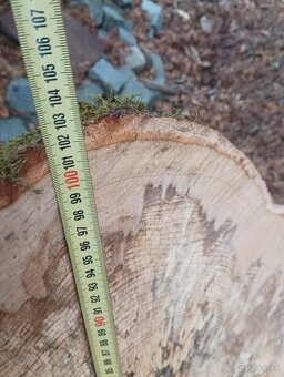 Obrovské bukové a hrabové koláče-fošne na stoly - 17