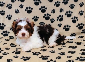 Yorkshire teriér, Biewer, Biro, Yorkshire teriér s PP - 17