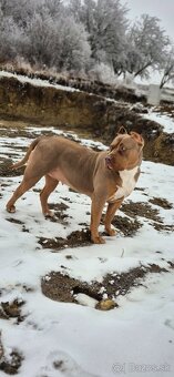 American bully XL - 17