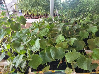 Predám planty stále 90% skladom plant - 17