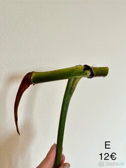 Philodendron Gloriosum odrezky - 17