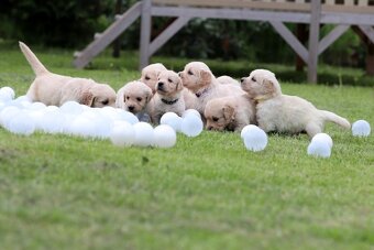 Zlatý retriever/ Golden retriever - 17