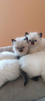 Ragdoll mačiatka, mačka - 17