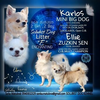 Čivava dlhosrstá, chihuahua, Solubist Dog KENNEL 💙💙 2 boy - 17