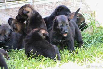 Nemecký ovčiak s rodokmeňom šteniatka - 17