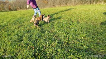 Šteniatka Belgický ovčiak - 17