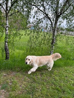 Zlatý retriever - 17