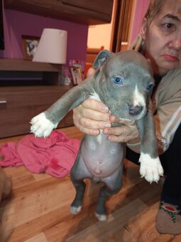 americky staforshier terrier - 17