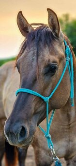 APH APHA PAINT HORSE ŽREBECE pripúšťanie - 17