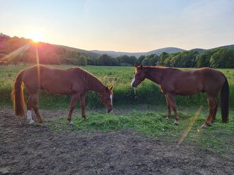 Quarter horse,QH valach.akciová cena. - 17