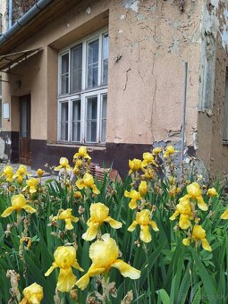 2342 NA PREDAJ MEŠTIANSKY DOM S PRÍJEMNOU ATMOSFÉROU V CENTR - 17