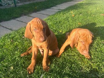 Maďarská vyžla - 17