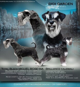 Bradáč malý čiernostrieborný s PP - 17