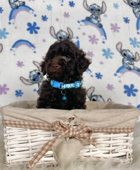 Pudel toy / Pudlík toy - CHOCOLATE psíček - 17