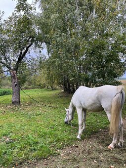 Ustajnenie v Lehote pod Vtáčnikom - 17