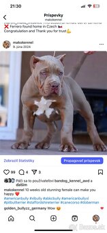 ŠTENIATKA AMERICAN BULLY XL/XXL - 17