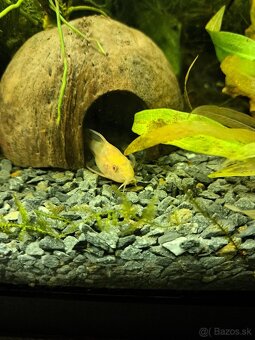 Vybavenie do akvária - 17