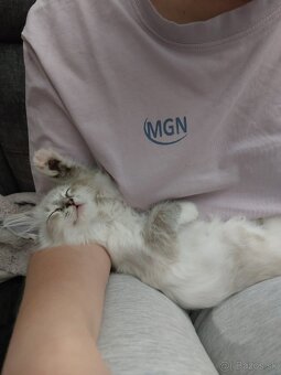 Kocúr ragdoll na krytie - 17