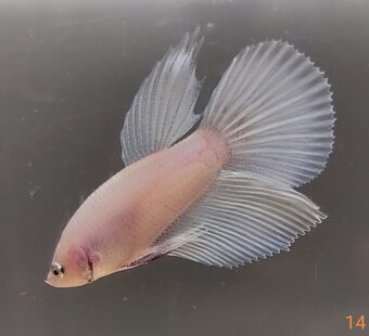 Bojovnica, betta, samec - 17