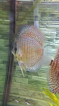 Discus - 17