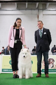 Samojed s PP - psík - 17
