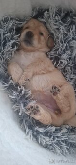 Goldendoodle po rodičoch s pp - 17