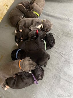 Cane Corso šteniatka - 17