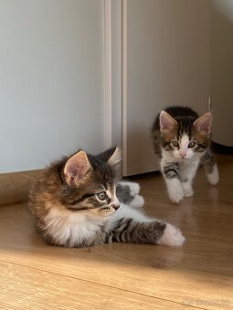 mačiatka Maine Coon/Nórska lesná + veľký domáci kocúr - 17