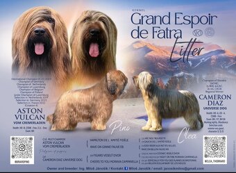 Briard s PP - 17