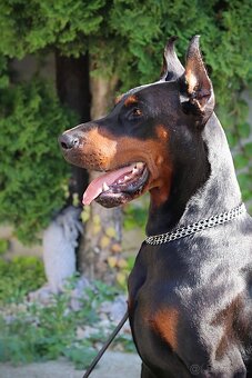 Doberman chovný pes - na krytie - 17