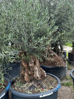 Predám Olivy Bonsai - 17