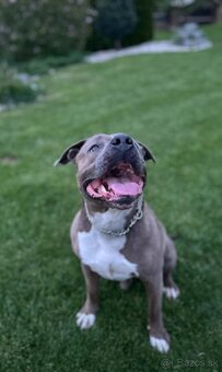 Šteniatka Americký stafordšírský teriér, staford, staffy - 17