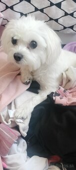 Maltezák fenka - 17