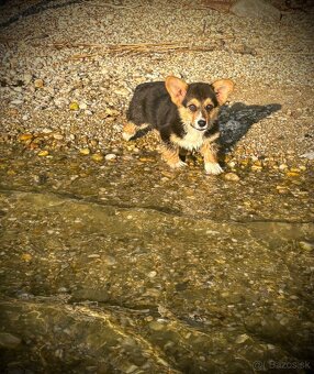 Welsh Corgi Pembroke - 17
