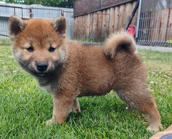 Shiba inu psýky s PP - 17