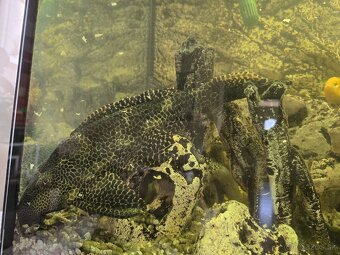 Komplet Aquarium Aquatlantis 420L - 17