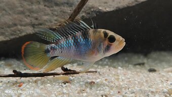 Americké cichlidy - 17