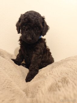 Pudel trpasličí - 17