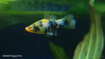 Akvariové ryby (raritky) k odberu - 17