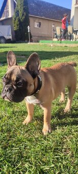 Francúzsky buldoček s PP - 17