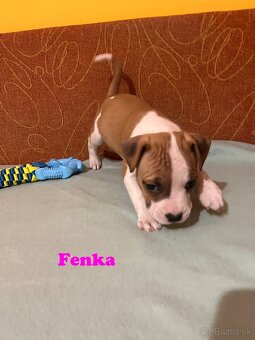 Americky Stafordšírský Terier šteniatka - 17