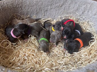 Americký stafordsirsky terier, Stafford, amstaf - 17