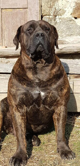 búrský buldok- boerboel-feny-1 rok , HD A, ED 0/0, OCD- neg - 17