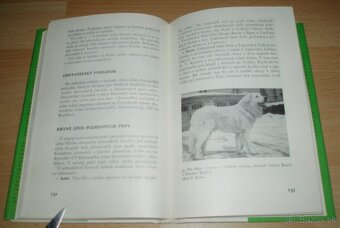 Slovenský čuvač - 17