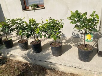 Stredomorské rastliny a palmy - 17