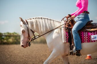 Ponúkam pripúštanie Cremello AQH žrebcom - 17