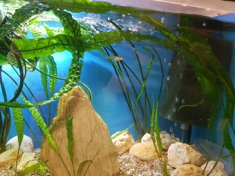 akvarijné rastliny Cryptocoryny - 17