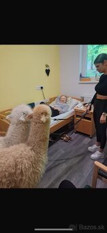 Lama Alpaka - 17