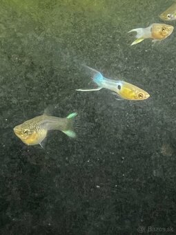 Gupky | Endlerky | Živorodky (NR) - 17